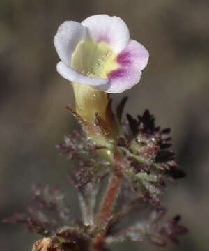 Image of Limnophila ceratophylloides (Hiern) Skan