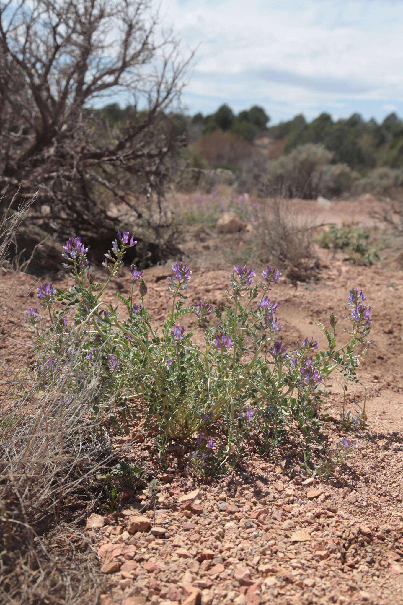 Image of freckled milkvetch