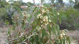 Image de Eucalyptus leucoxylon subsp. leucoxylon