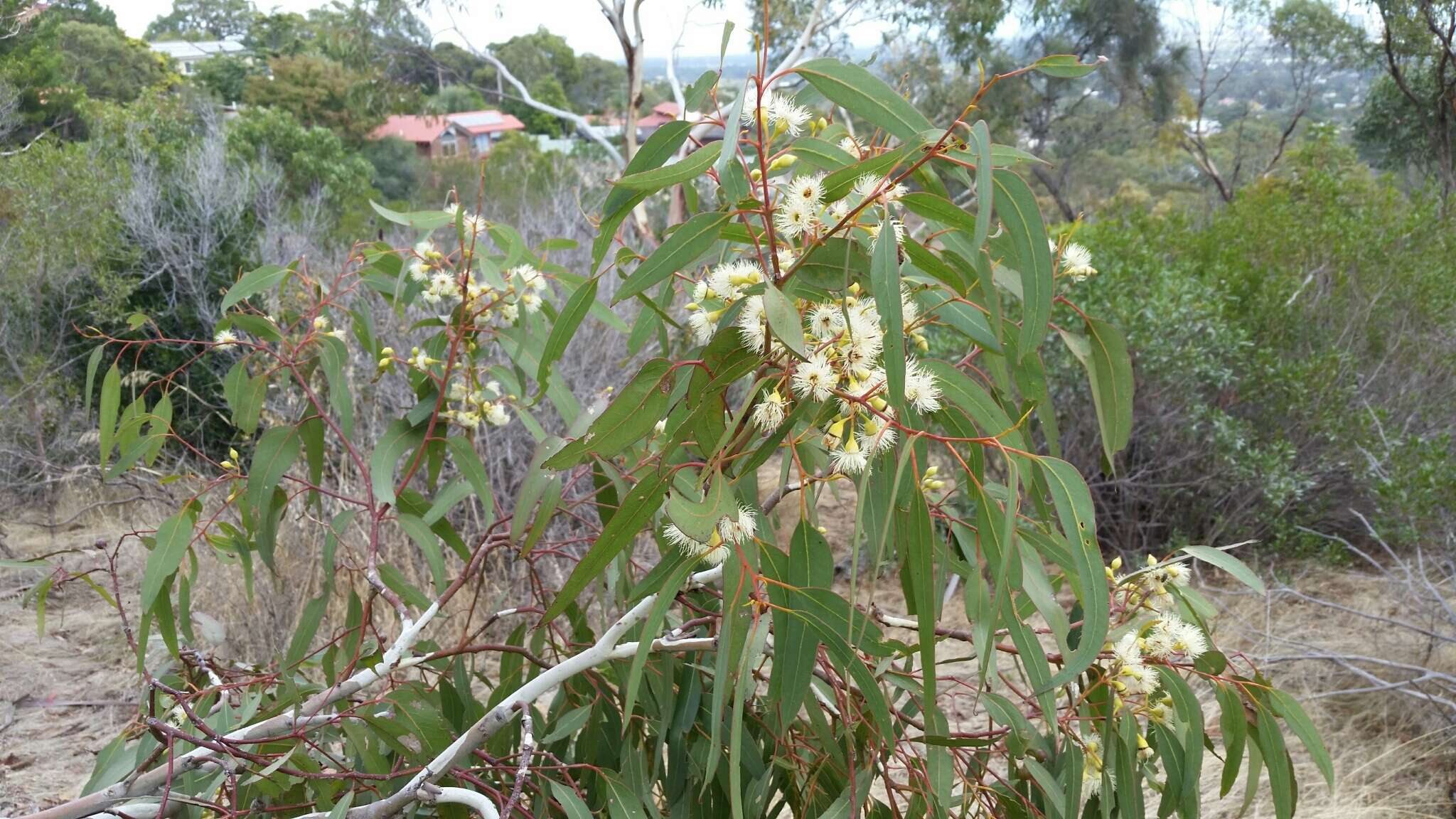 Image de Eucalyptus leucoxylon subsp. leucoxylon