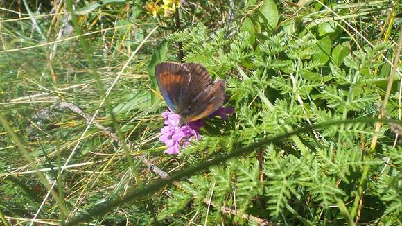 Image of Swiss Brassy Ringlet