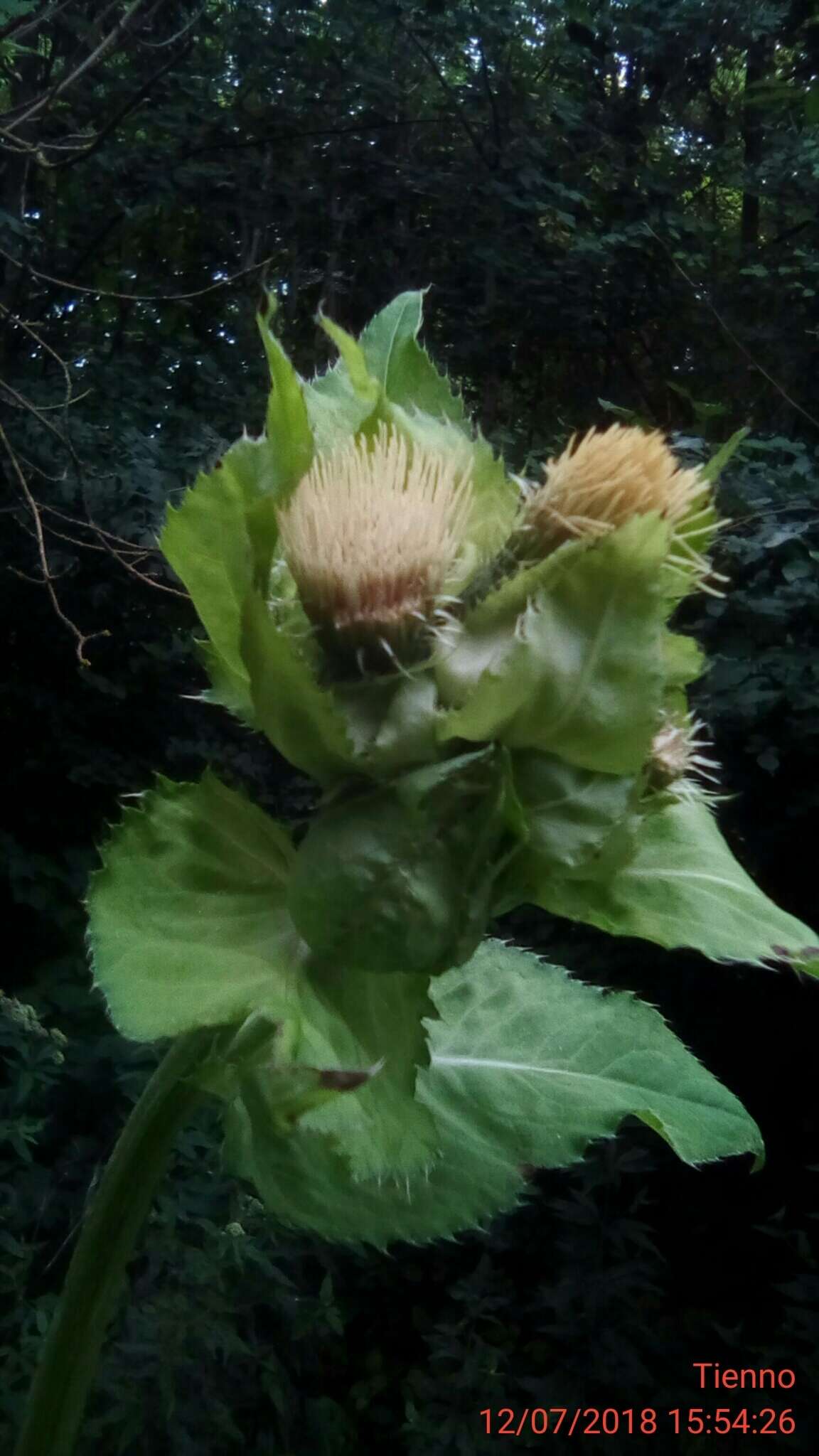 Image of Cabbage Thistle