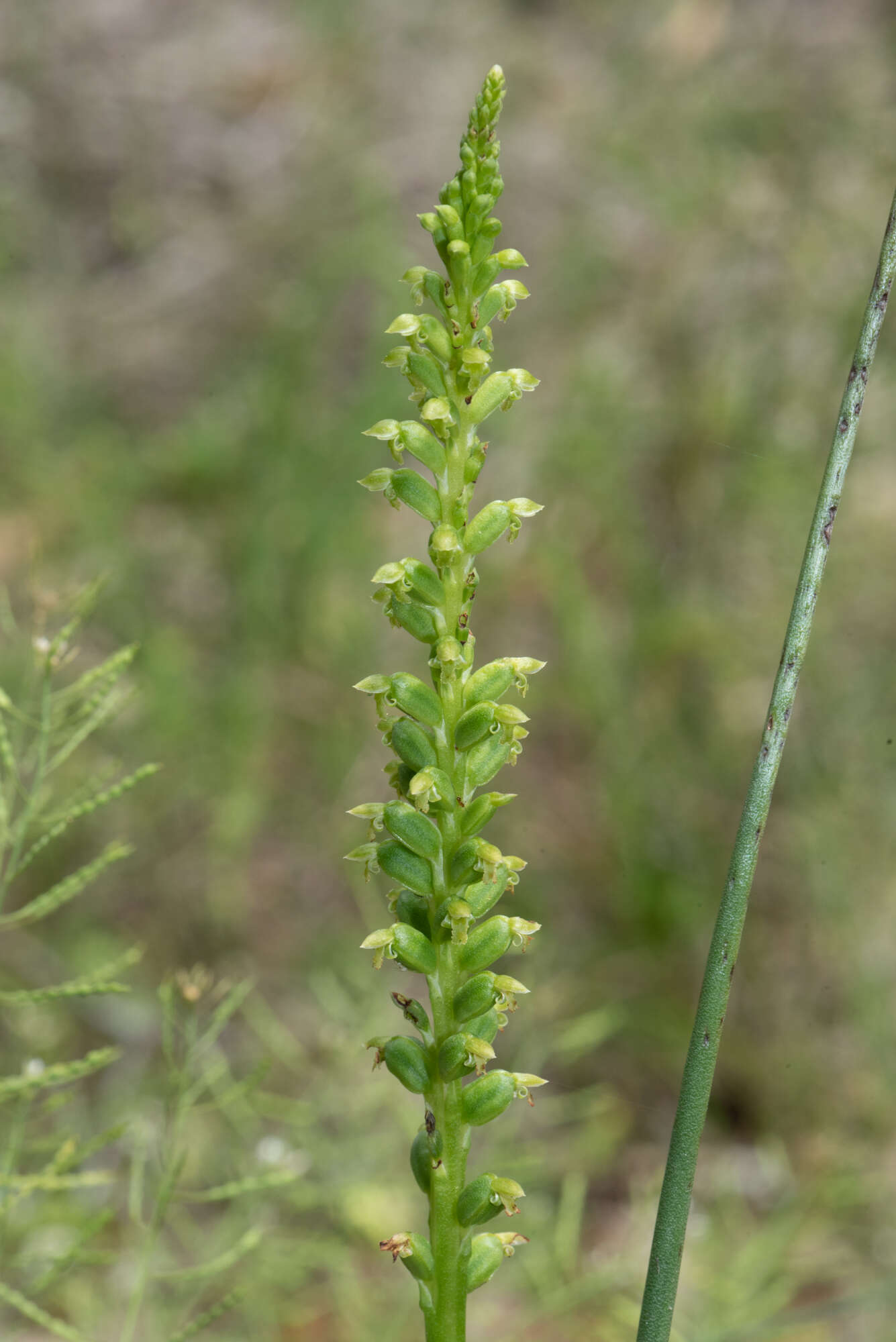 Image of Mignonette orchid