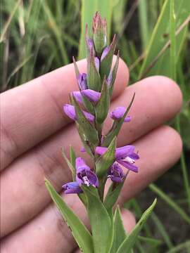 Image of Disa stachyoides Rchb. fil.