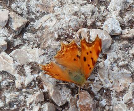 Image of Polygonia egea Cramer 1779