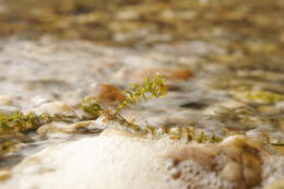 Image of western waterweed