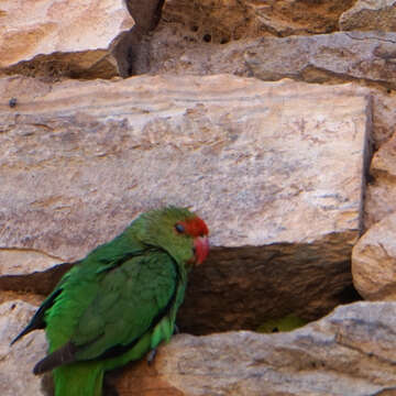 Image of Black-winged Lovebird