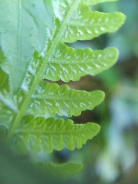 Image of Stegnogramma tottoides (H. Itô) Iwatsuki