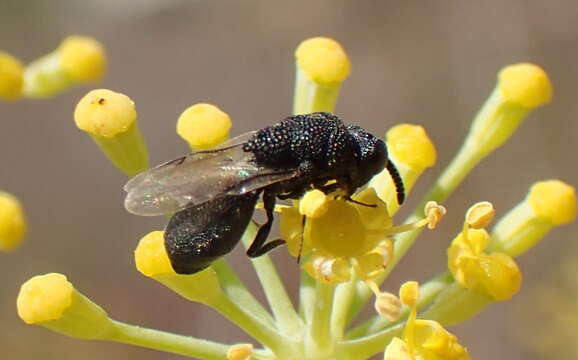 Image of Heimbra opaca (Ashmead 1894)