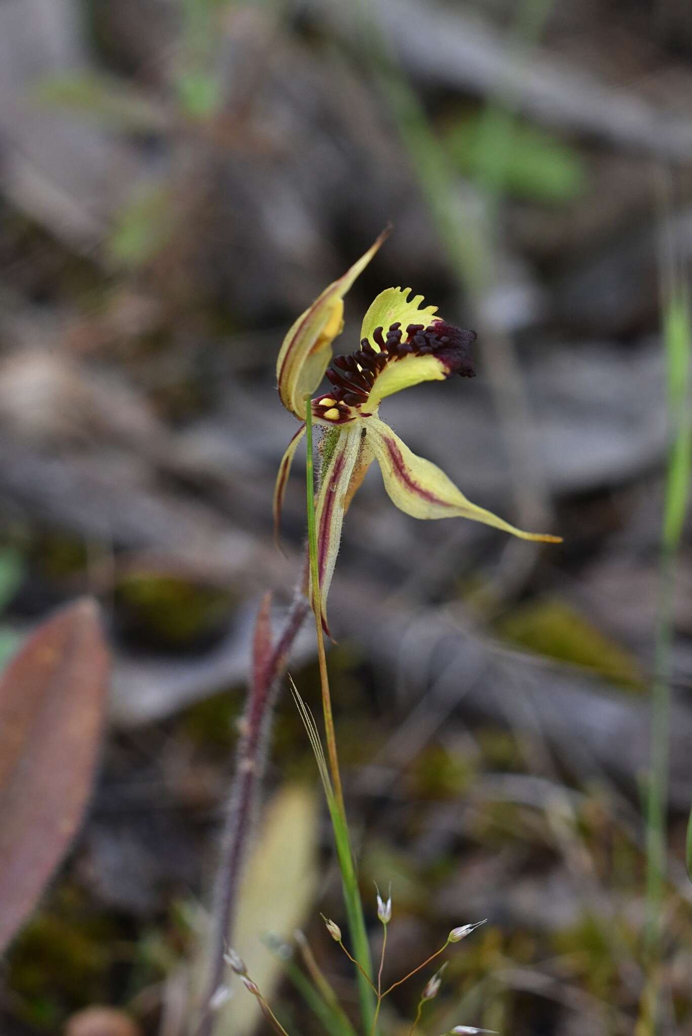 Image of Bow-lip spider orchid