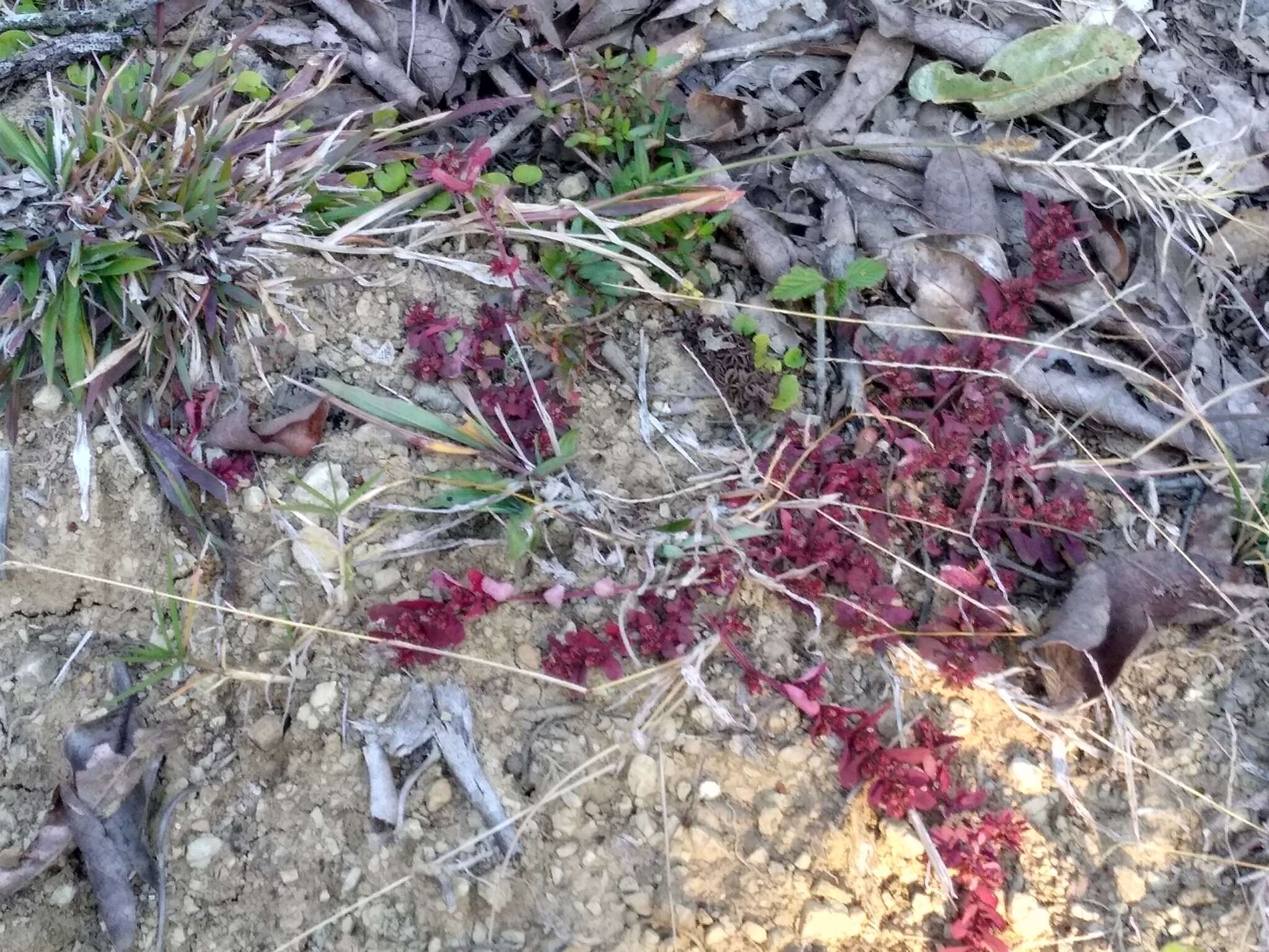 Euphorbia densiflora (Klotzsch) Klotzsch的圖片