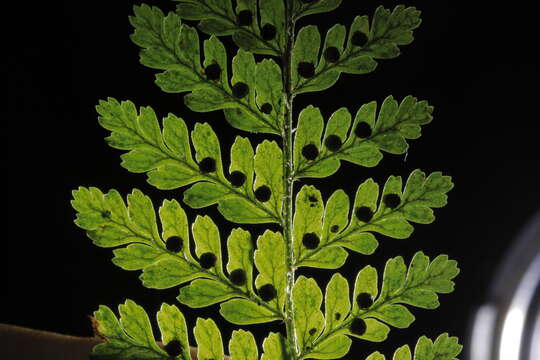 Image of Dryopteris pseudocaenopteris (Kunze) Li Bing Zhang