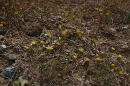 Image of meager pygmydaisy