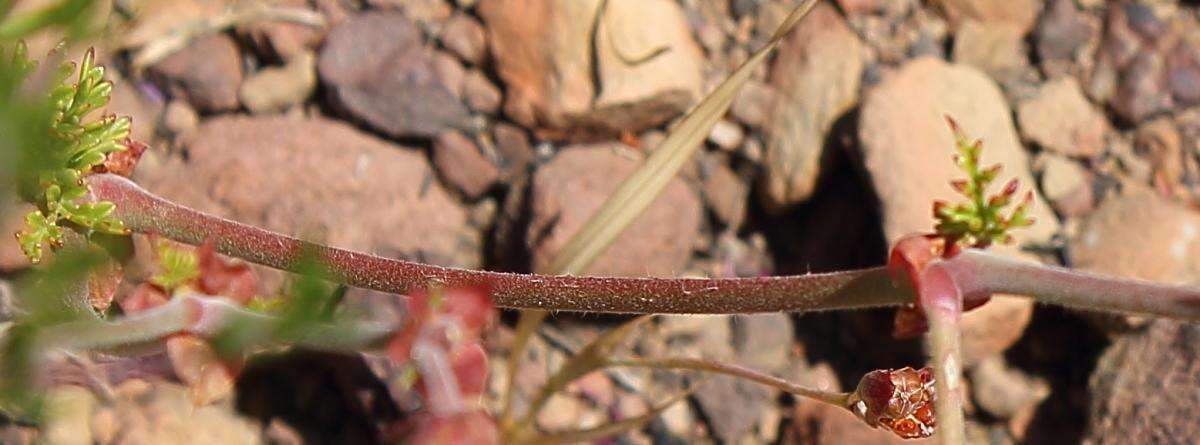 Image of Pelargonium multicaule subsp. multicaule