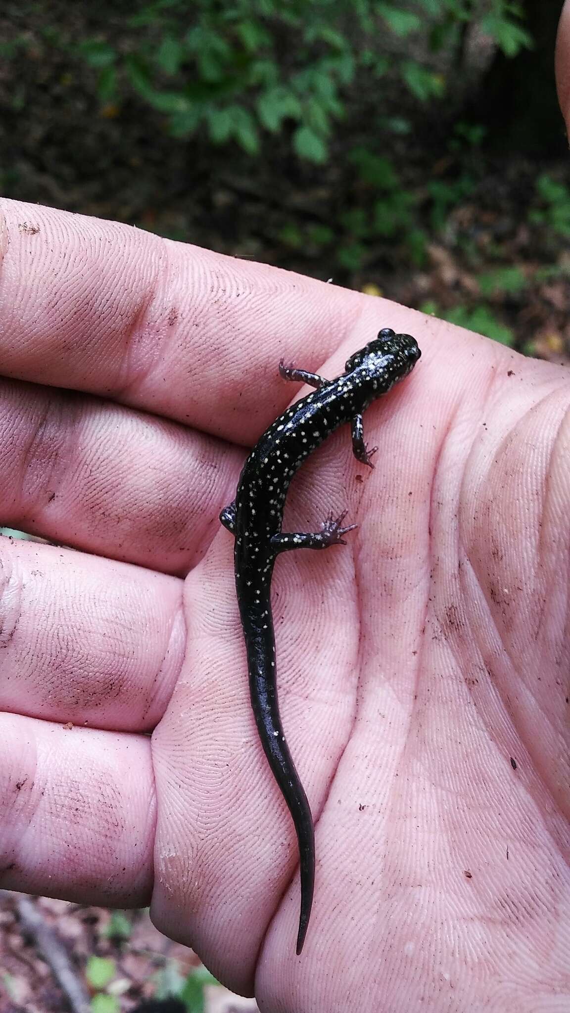 Image of Ainsworth's Salamander