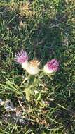 Image of Cirsium laniflorum (M. Bieb.) Fischer