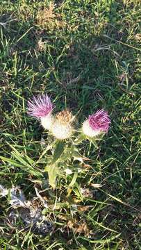 Image of Cirsium laniflorum (M. Bieb.) Fischer