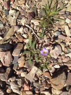 Image of Fremont's phacelia