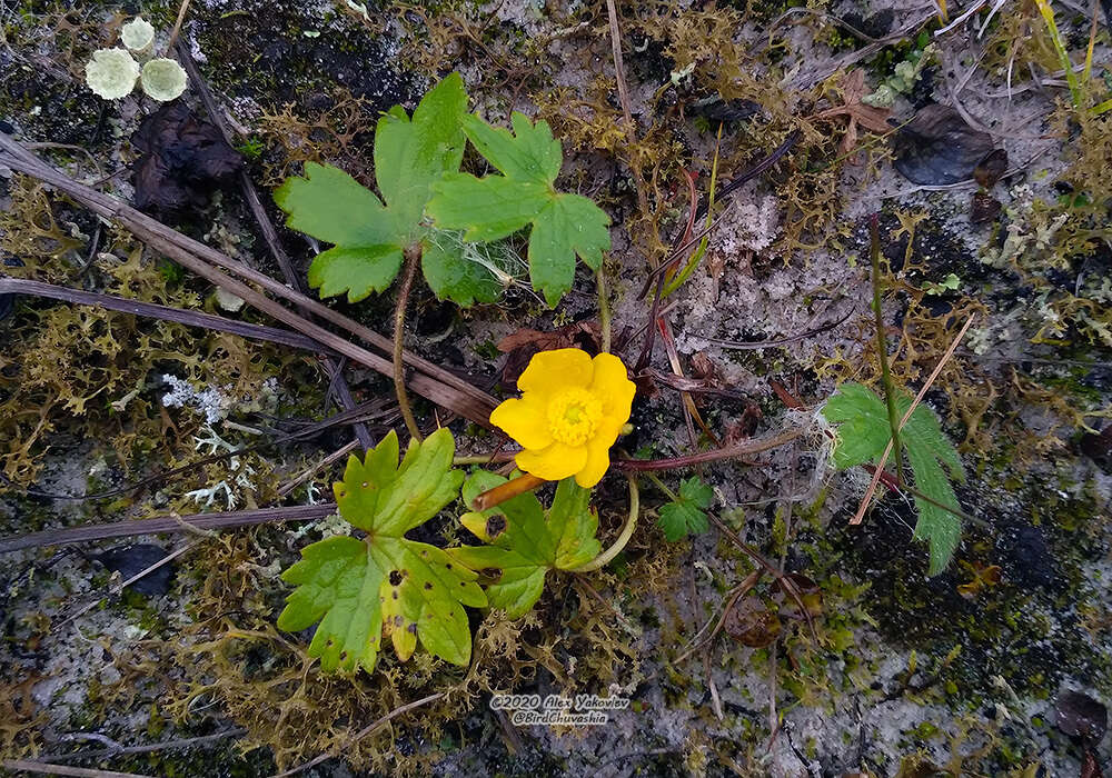 Image of Ranunculus propinquus subsp. subborealis (Tzvelev) Kuvaev