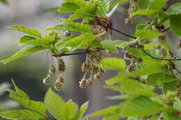 Image of Japanese Beech