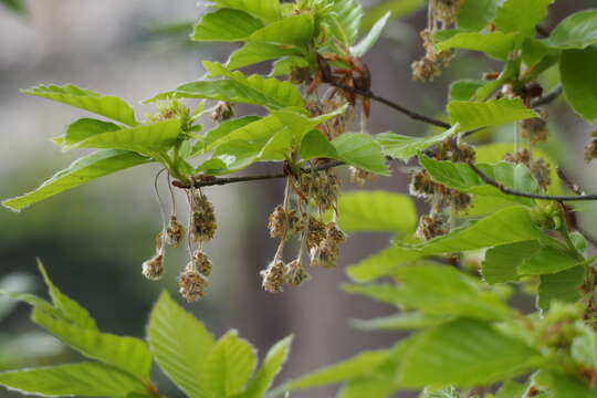 Image de Fagus crenata Blume