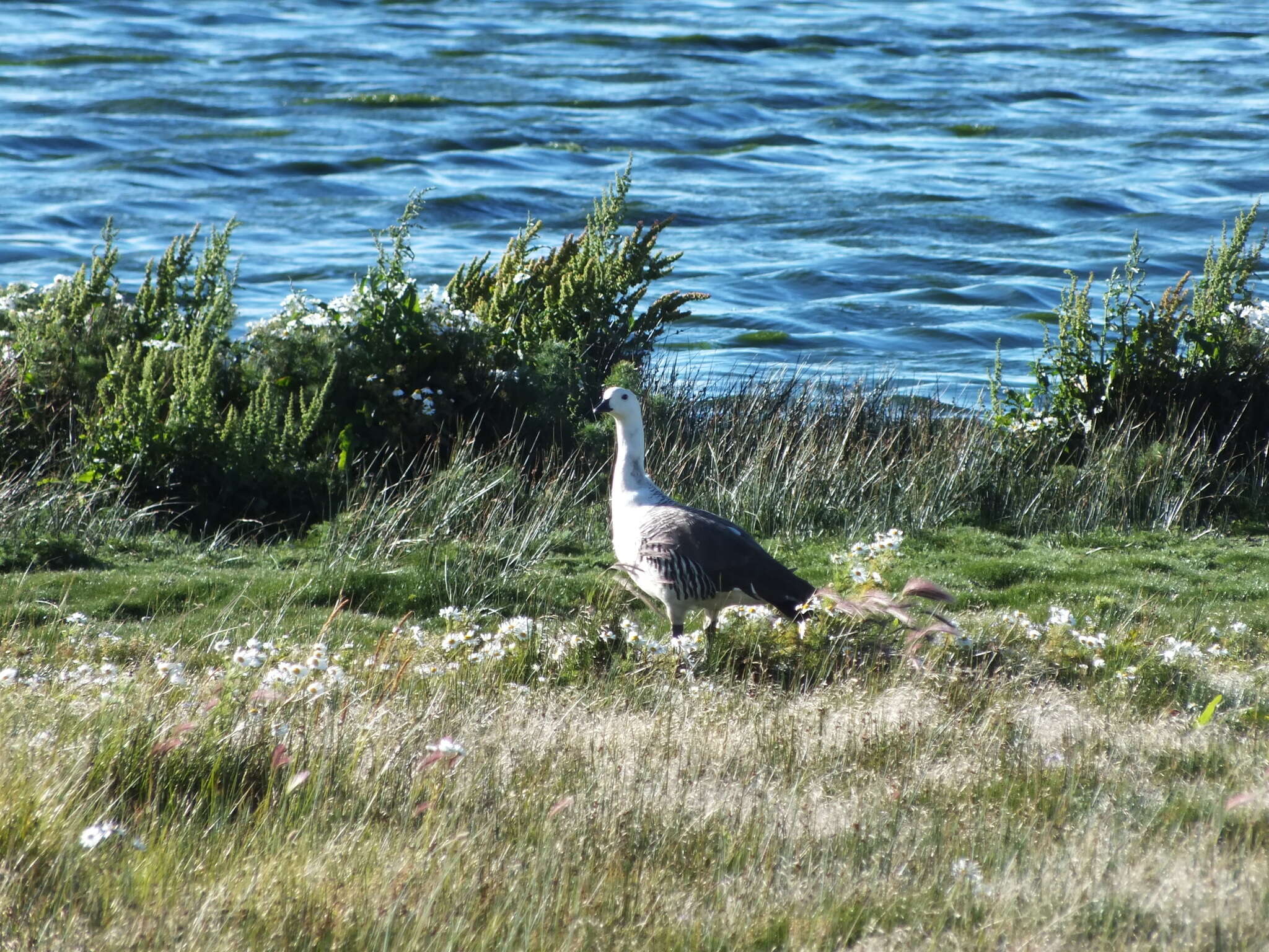 Image of magellan goose, upland goose