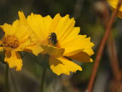 Image of Osmia coloradensis Cresson 1878