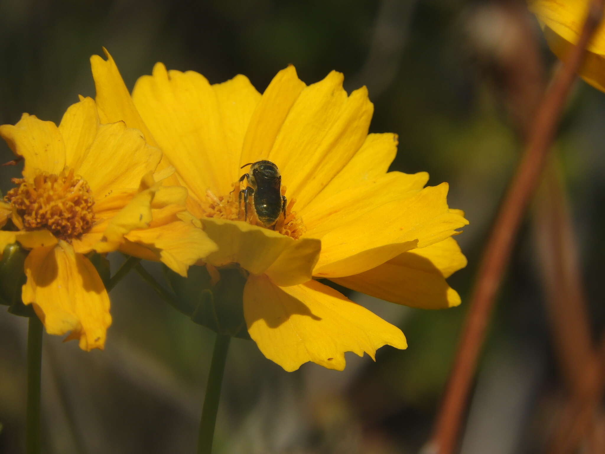 Image of Osmia coloradensis Cresson 1878