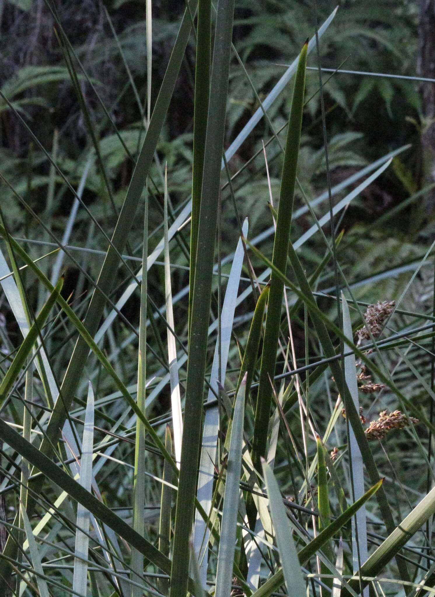 Imagem de Machaerina complanata (Berggr.) T. Koyama