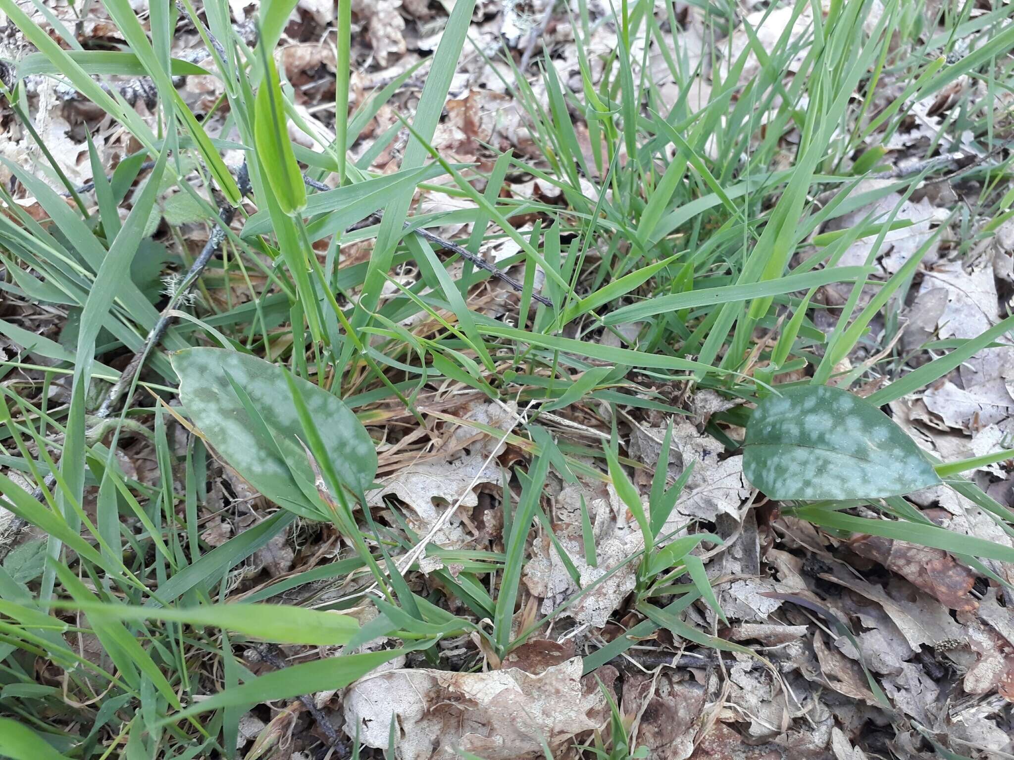 Image of Dog tooth lily