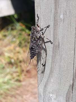 Amphipsalta cingulata (Fabricius 1775)的圖片