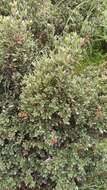 Image of Cedros Island Oak