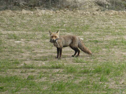 Image of Vulpes vulpes silacea Miller 1907