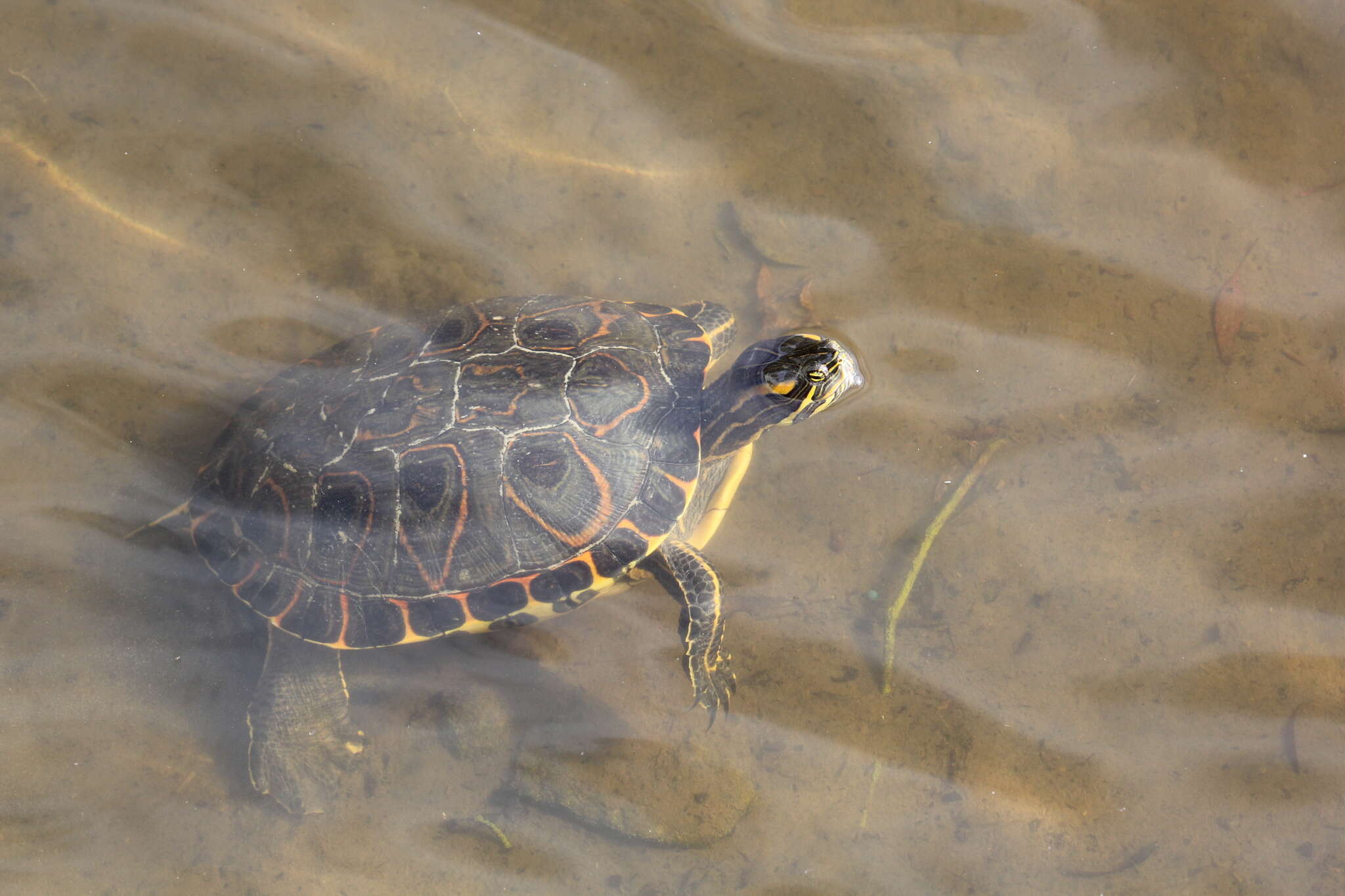 Image of Gray's slider