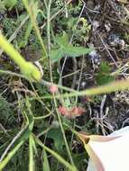 Image of Pacific false bindweed