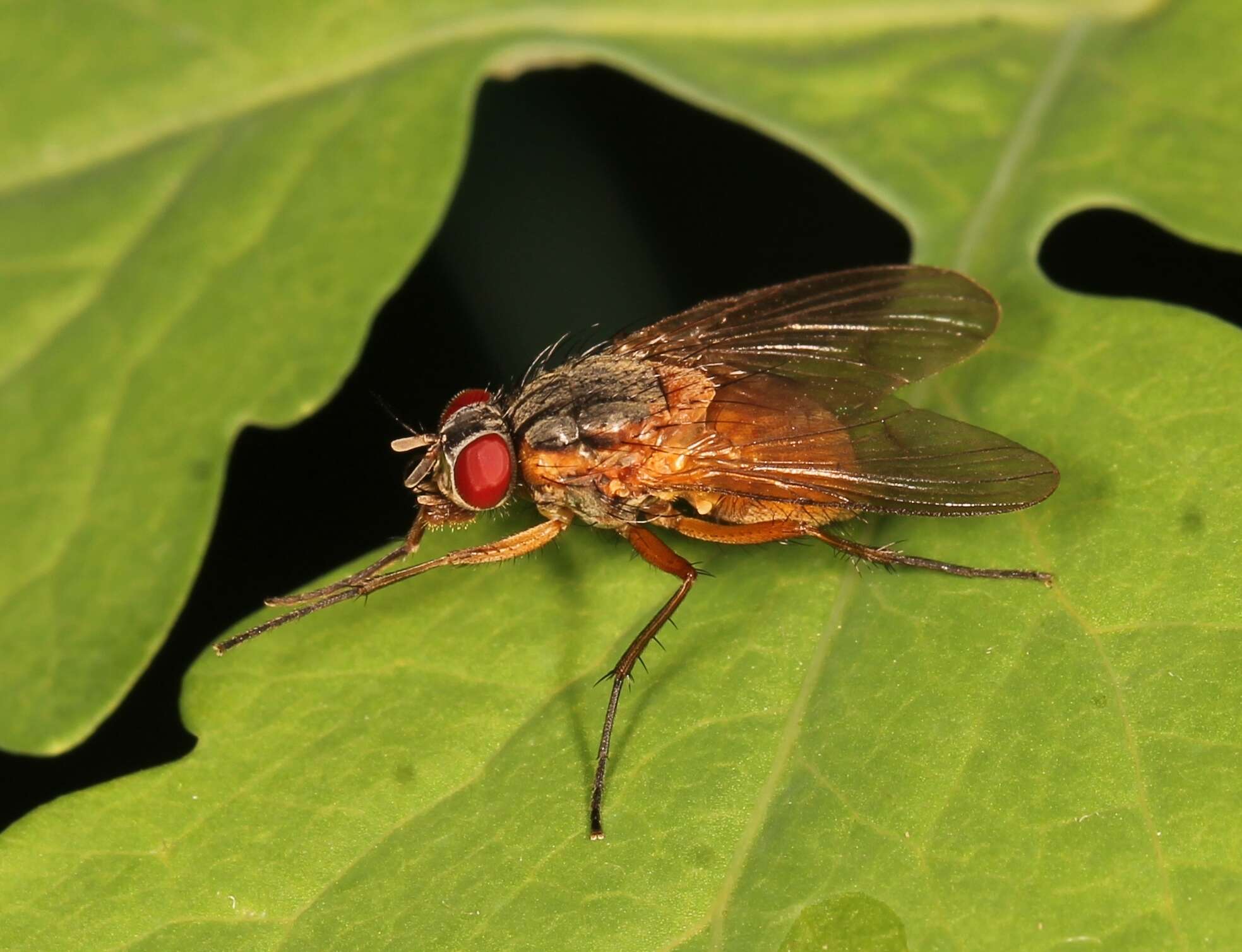 صورة Phaonia rufiventris (Scopoli 1763)