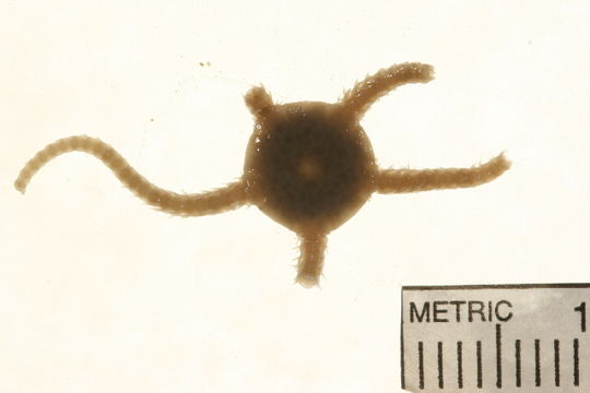 Image of <i>Ophiura robusta</i> (Ayres 1852)
