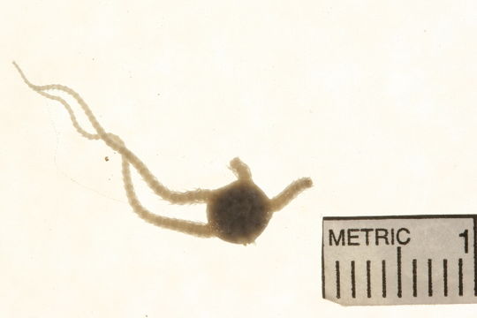 Image of <i>Ophiura robusta</i> (Ayres 1852)