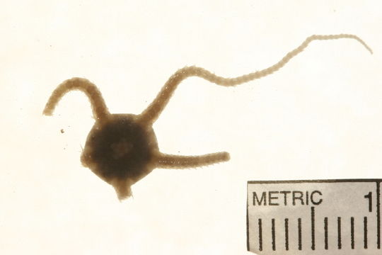Image of <i>Ophiura robusta</i> (Ayres 1852)