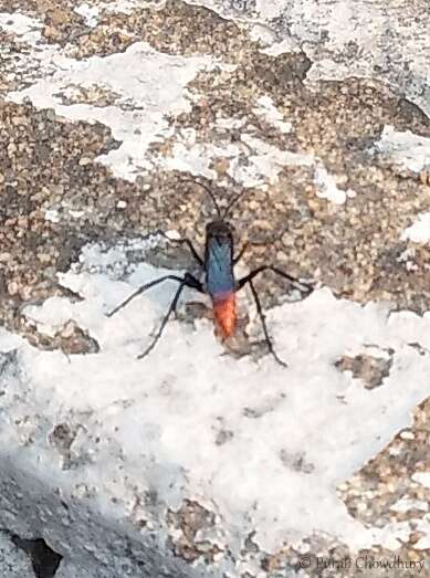 Image of Spider wasp