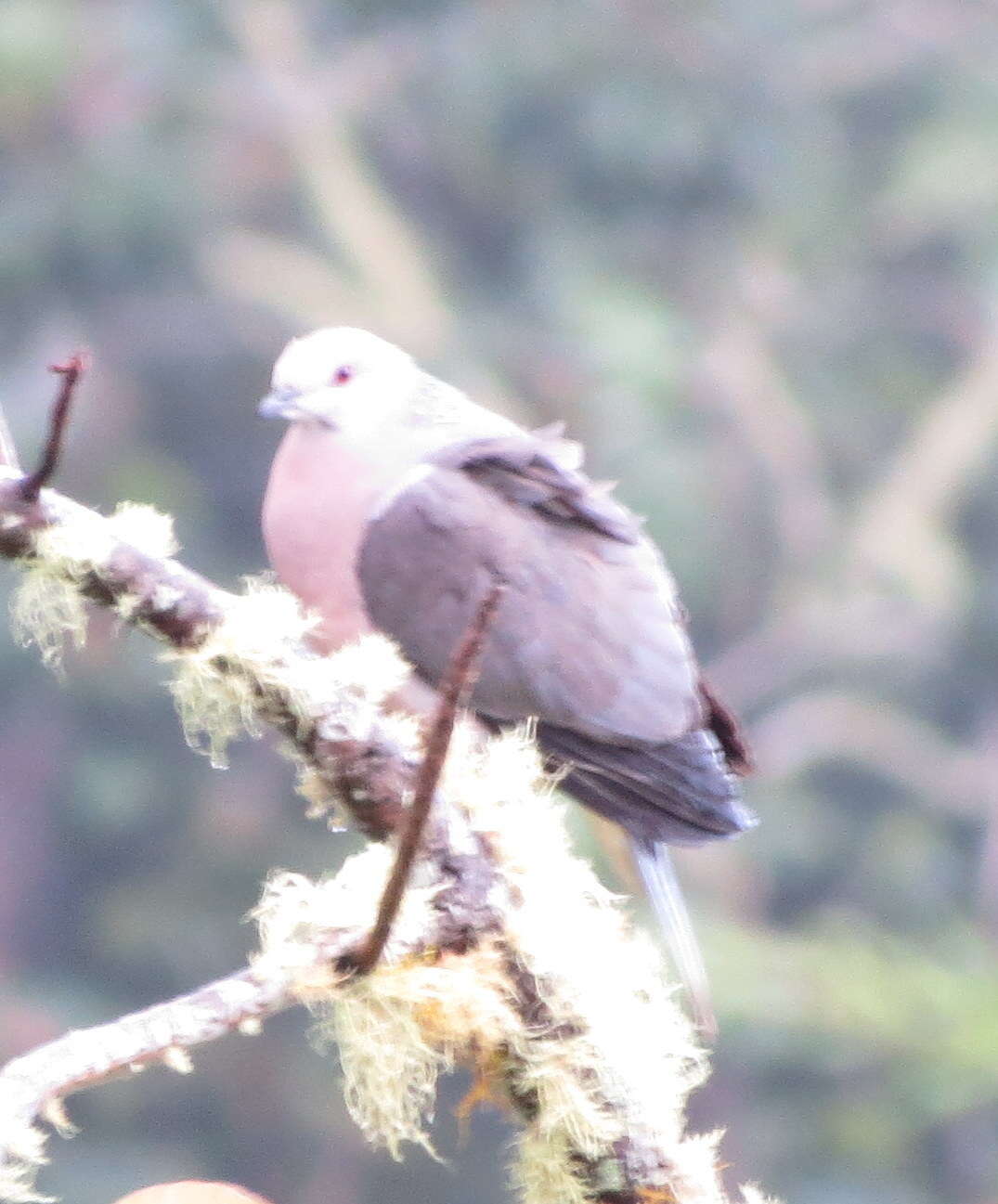 Image of Ring-tailed Pigeon