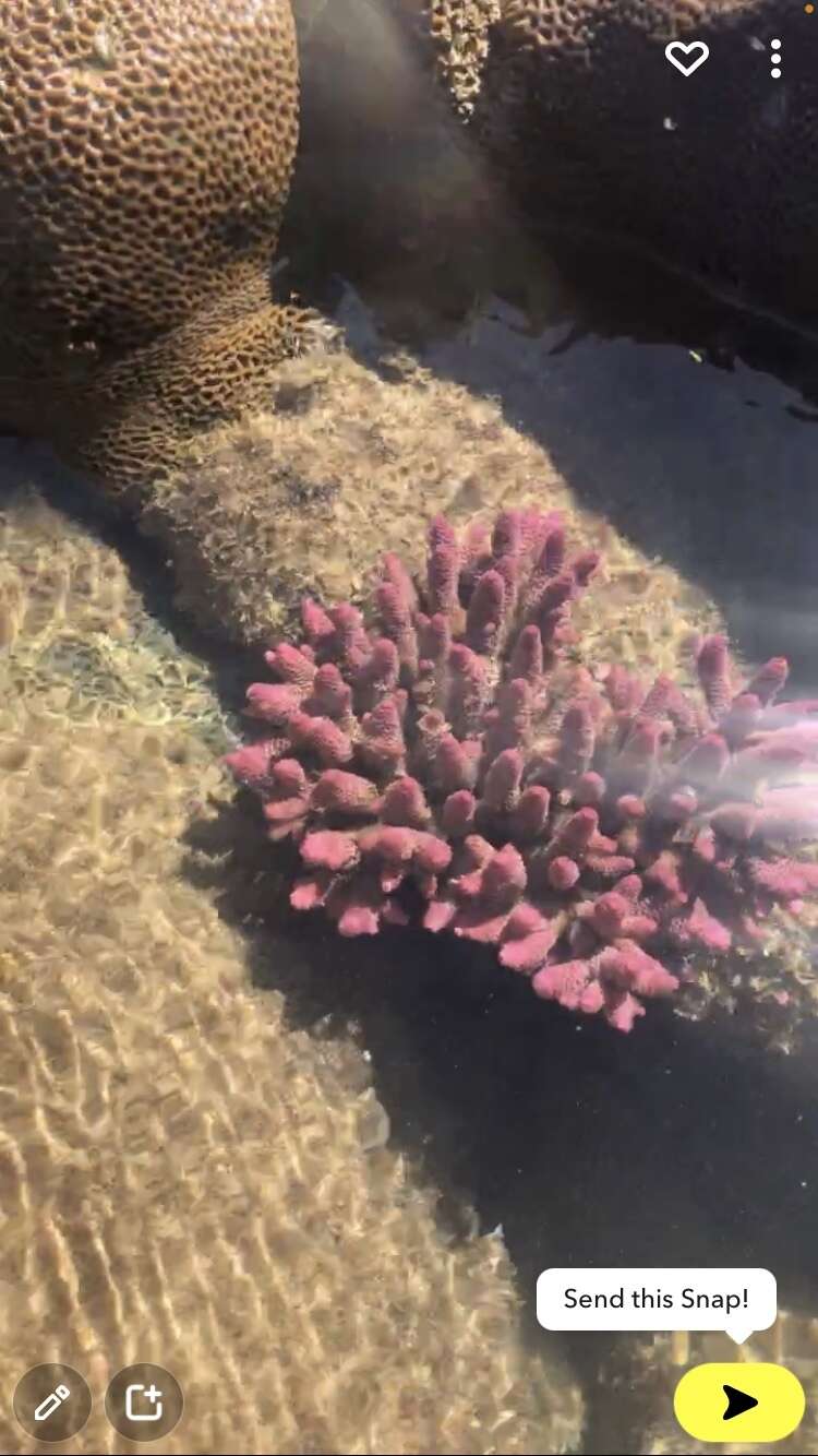 Imagem de Acropora spathulata (Brook 1891)