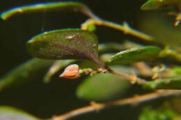 Image of Lepanthes yunckeri Ames