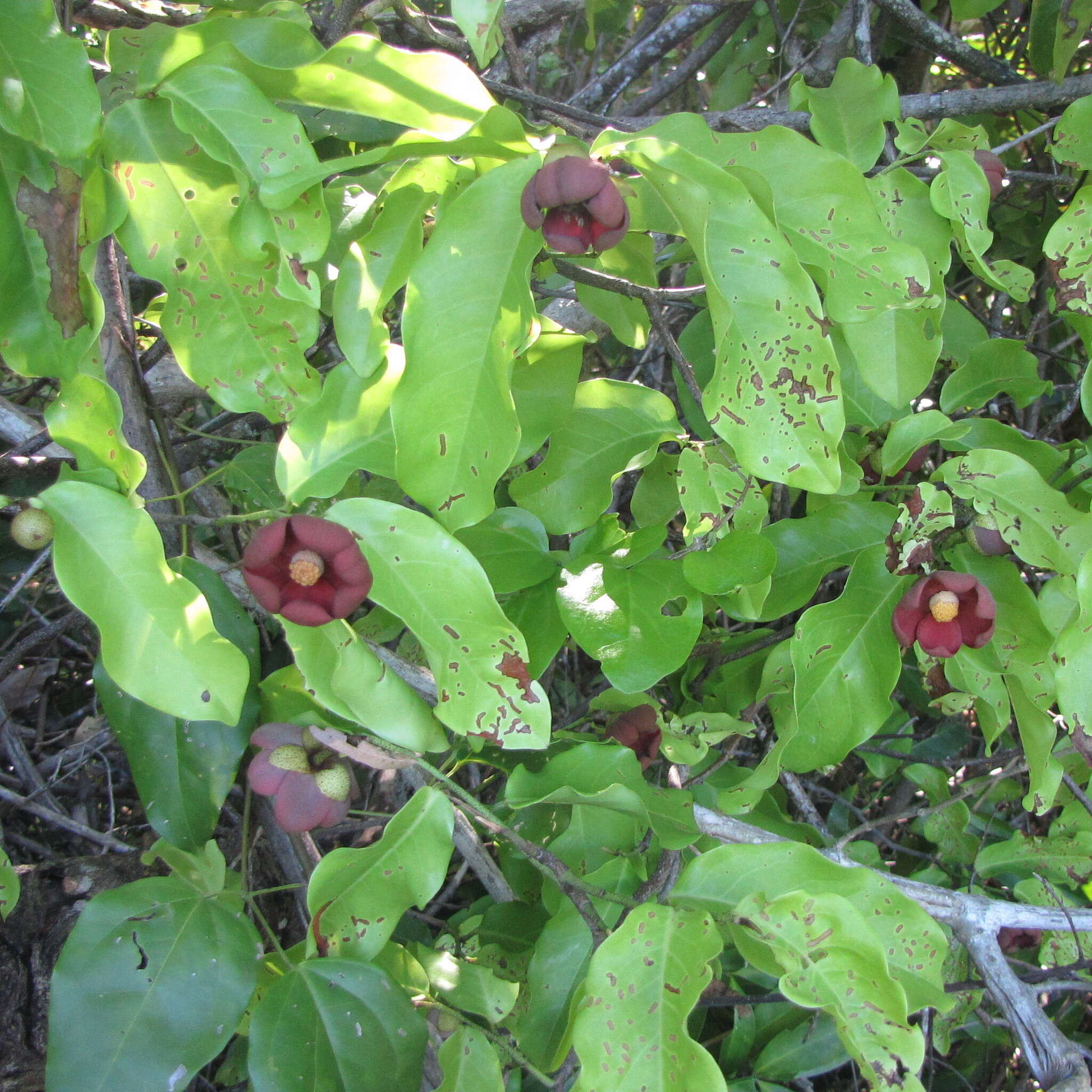 Image of Uvaria concava Teijsm. & Binn.