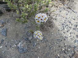 Image of Heliotropium pycnophyllum Phil.