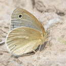 Plancia ëd Coenonympha mongolica Alphéraky 1881