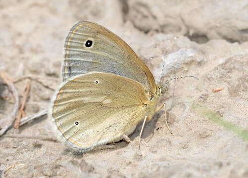 Coenonympha mongolica Alphéraky 1881 resmi