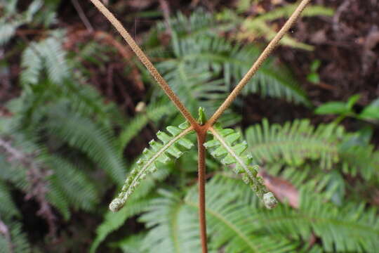 Image of Dicranopteris pedata (Houtt.) Nakaike