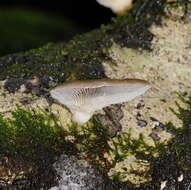 Image of Pleurotus purpureo-olivaceus (G. Stev.) Segedin, P. K. Buchanan & J. P. Wilkie 1995