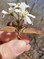 Image de Amelanchier interior Nielsen